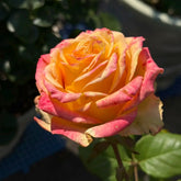 Apricot Queen Rose